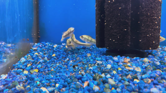 Orinoco peacock bass